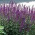 Salvia nemorosa 'Caradonna' - šalvia hájna 'Caradonna'