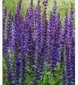 Salvia nemorosa 'Mainacht' - šalvia hájna 'Mainacht'