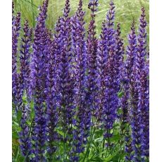 Salvia nemorosa 'Mainacht' - šalvia hájna 'Mainacht'