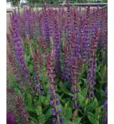 Salvia nemorosa 'Ostfriesland' - šalvia hájna 'Ostfriesland'
