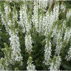 Salvia nemorosa 'Schneehügel' - šalvia hájna 'Schneehügel'