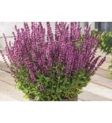 Salvia nemorosa 'Synchro Pink' - šalvia hájna 'Synchro Pink'