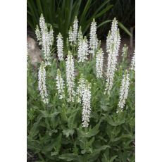 Salvia nemorosa 'Synchro White' - šalvia hájna 'Synchro White'