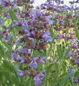 Salvia officinalis - šalvia lekárska