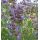 Salvia officinalis - šalvia lekárska