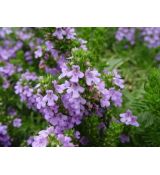 Satureja montana ssp. Illyrica - saturejka horská ilirská