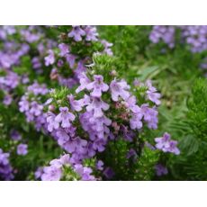 Satureja montana ssp. Illyrica - saturejka horská ilirská