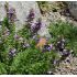 Satureja montana ssp. Illyrica - saturejka horská ilirská