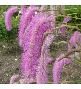 Sanguisorba hakusanensis - krvavec