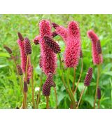 Sanguisorba menziesii - krvavec