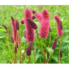 Sanguisorba menziesii - krvavec