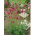 Sanguisorba menziesii - krvavec