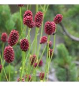 Sanguisorba officinalis - krvavec lekársky