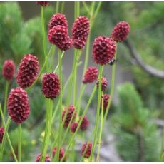 Sanguisorba officinalis - krvavec lekársky