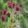 Sanguisorba officinalis - krvavec lekársky