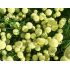 Santolina rosmarinifolia 'Oliver' - santolína rozmarínolistá 'Oliver' (olivová bylinka) (syn. S. viridis 'Oliver')