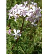 Saponaria officinalis - mydlica lekárska