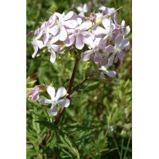 Saponaria officinalis - mydlica lekárska