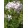 Saponaria officinalis - mydlica lekárska