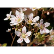 Saxifraga × andrewsii - lomikameň