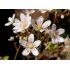 Saxifraga × andrewsii - lomikameň