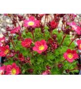 Saxifraga × arendsii 'Pixie Pan Red' - lomikameň arendsov 'Pixie Pan Red'