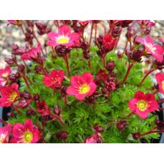 Saxifraga × arendsii 'Pixie Pan Red' - lomikameň arendsov 'Pixie Pan Red'