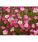 Saxifraga × arendsii 'Pixie Rose' - lomikameň arendsov 'Pixie Rose'