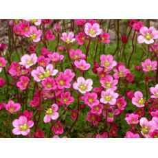 Saxifraga × arendsii 'Pixie Rose' - lomikameň arendsov 'Pixie Rose'