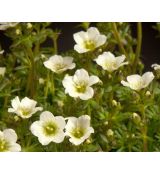 Saxifraga × arendsii 'Pixie White' - lomikameň arendsov 'Pixie White'