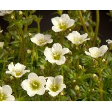 Saxifraga × arendsii 'Pixie White' - lomikameň arendsov 'Pixie White'