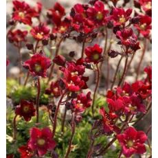 Saxifraga × arendsii 'Rockies F1 Red' - lomikameň arendsov 'Rockies F1 Red'