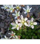 Saxifraga bronchialis - lomikameň
