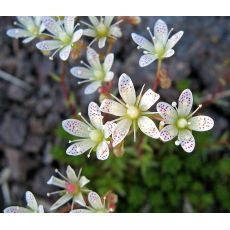 Saxifraga bronchialis - lomikameň