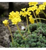 Saxifraga ferdinandi-coburgi - lomikameň