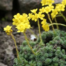 Saxifraga ferdinandi-coburgi - lomikameň