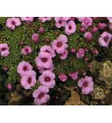 Saxifraga 'Laka' - lomikameň