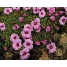 Saxifraga 'Laka' - lomikameň