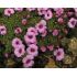 Saxifraga 'Laka' - lomikameň