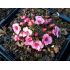 Saxifraga 'Laka' - lomikameň
