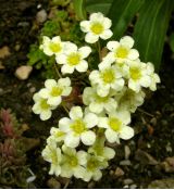 Saxifraga paniculata 'Lutea' - lomikameň metlinatý 'Lutea'