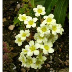 Saxifraga paniculata 'Lutea' - lomikameň metlinatý 'Lutea'