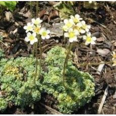 Saxifraga paniculata 'Minutifolia' - lomikameň metlinatý 'Minutifolia'