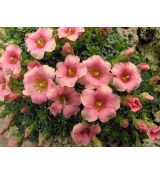 Saxifraga 'Peach Melba' - lomikameň 'Peach Melba'