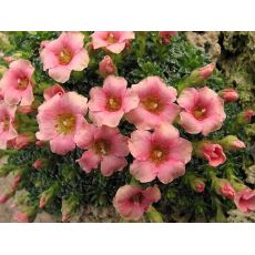 Saxifraga 'Peach Melba' - lomikameň 'Peach Melba'