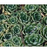 Saxifraga 'Portae' - lomikameň 'Portae'