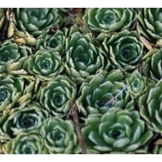 Saxifraga 'Portae' - lomikameň 'Portae'