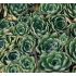 Saxifraga 'Portae' - lomikameň 'Portae'
