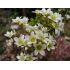 Saxifraga 'Portae' - lomikameň 'Portae'