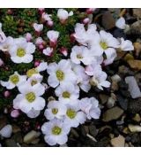 Saxifraga 'Teide' - lomikameň 'Teide'